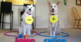 Doggie duo teaches chemistry for dummies