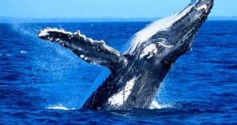 Family comes shockingly close to a pair of humpback whales