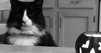Viral of the Day: Henri Le Chat Noir Is Not Amused by Halloween