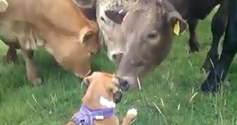 Viral of the Day: Herd of Cows Welcomes Puppy Boxer