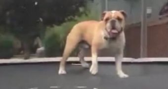 Viral of the Day: Mudd the Bouncing Bulldog