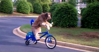 Viral of the Day: Norman the Dog Rides a Bicycle