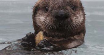 Viral of the Day: Otter Escapes Group of Killer Whales – Video