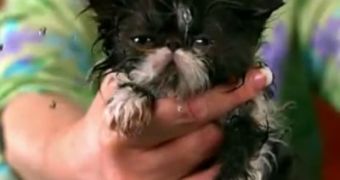 Viral of the Day: Persian Cat Reginald Takes a Bath