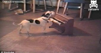 Viral of the Day: Pup Plays Piano, Can Hold a Tune