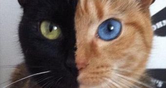 Viral of the Day: Venus, the Two-Face Cat