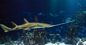 Wild smalltooth sawfish are capable of virgin births, study finds