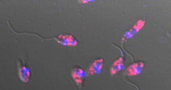 Viral infections appear red in this photo of the parasite Leishmania; the parasites’ nuclei are blue