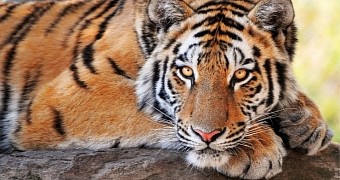 Virus Threatens to Wipe Out the World's Remaining Tiger Population