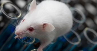 Virus used to shrink cancer tumors grown in laboratory mice