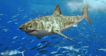 Visual Biometrics Database of Great White Sharks in the Works