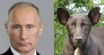 The Vladimir Putin of dogs gains notoriety online