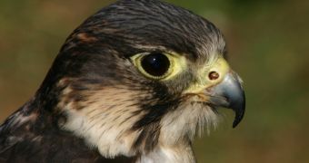 Peregrine Falcon shuts down Vodafone cell tower in the UK