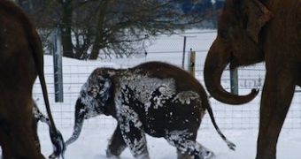 2 elephants drank vodka to avoid freezing in Siberia