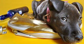Vodka Saves Puppy from Dying of Poisoning