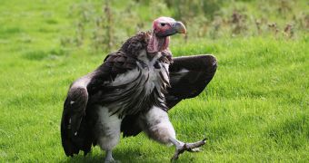 This species is called the Lappet-faced vulture, or Aegypius tracheliotos
