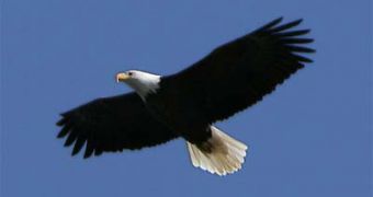 Eagles do not shy away from going after venomous snakes