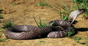 Cobra hunts down and eats rat snake
