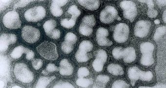 H1N1 not yet mutating, the WHO's Margaret Chan announced Thursday