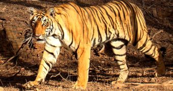 A Bengal tiger (P. tigris tigris) in India's Ranthambhore National Park.
