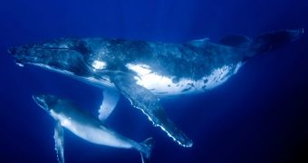 Japan still wants to hunt whales in the Southern Ocean