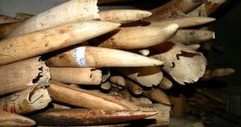 The WWF takes a firm stand against Thailand's ivory trading activities