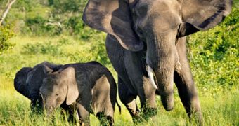 WWF Report Pins Down Poaching “Hot Spots” Worldwide