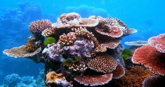 Corals in the Great Barrier Reef are being affected by chemicals carried to sea via flood waves coming in from Australia