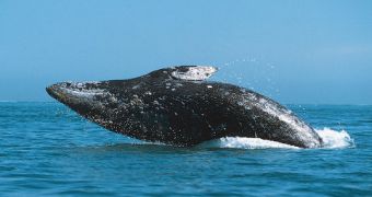 WWF and IWC Push for Whale Sanctuaries