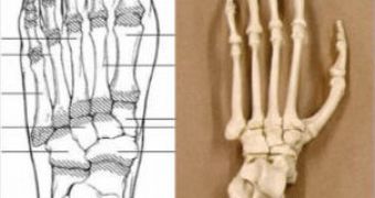 Human and chimp foot bones