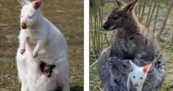 Wallabies give bith to opposite color joeys
