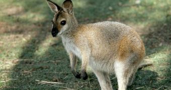 Wallaby joey has been illegally put up for sale on Facebook