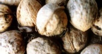 Walnuts Beat Olive Oil at Protecting Arteries and Heart from High-Fat Harmful Meals