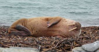 Walrus decides to vacation in Scotland