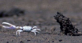 A male fiddler crab with the hood