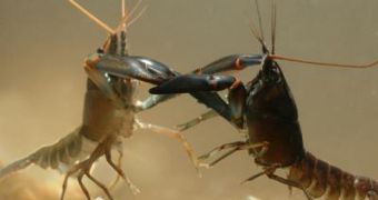 Crayfish fighting