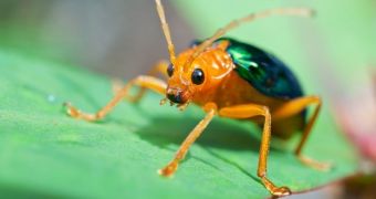 Acid-spitting bombardier beetle