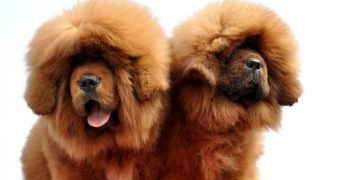 The Tibetan mastiff has become a symbol of wealth for the ultra-rich in China