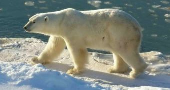 Dare-devils can now get hired as polar bear spotters
