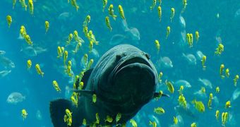 Maximum fish sizes could decrease 14 to 20 percent by 2050