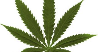 Washington Legalizes Marijuana, Registers Deaths at Alleged Pot Center