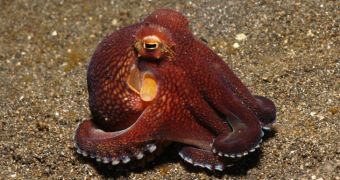 Washington State Wants to Ban Octopus Fishing