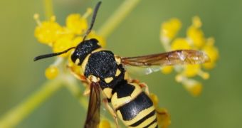 Researchers hope to use wasp venom to treat cancer