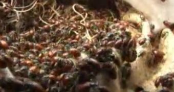 Watch: 72,000 Ladybugs Are Released Inside Mall of America