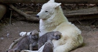 A photo of the pups and their mother, Inja