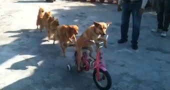 Dogs dance in conga line
