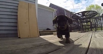 GoPro camera plays with doggy