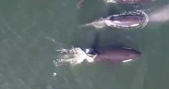 Researchers release aerial footage of killer whales swimming in the ocean
