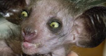 Watch: All You Need to Know About the Freakishly Ugly Aye-Aye