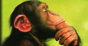 Watch: Amazing Chimp Solves Puzzle, Gets Peanut